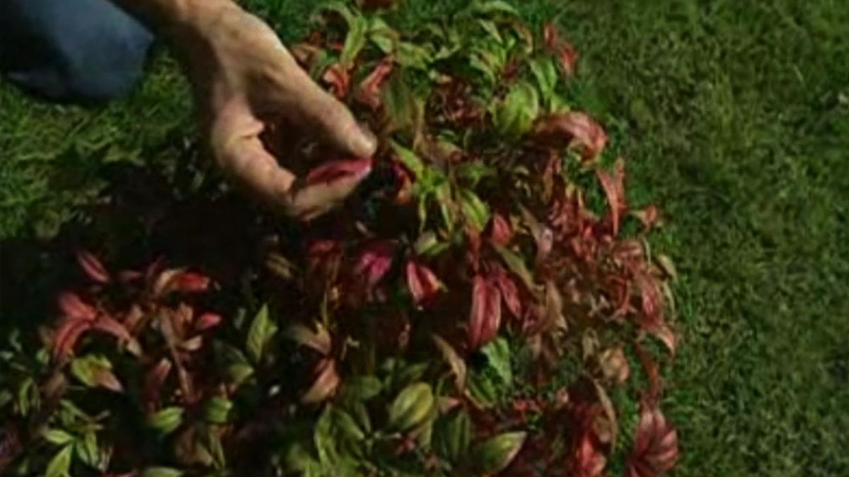 brico 534 parterre arbusto otono Nandina Fire Power