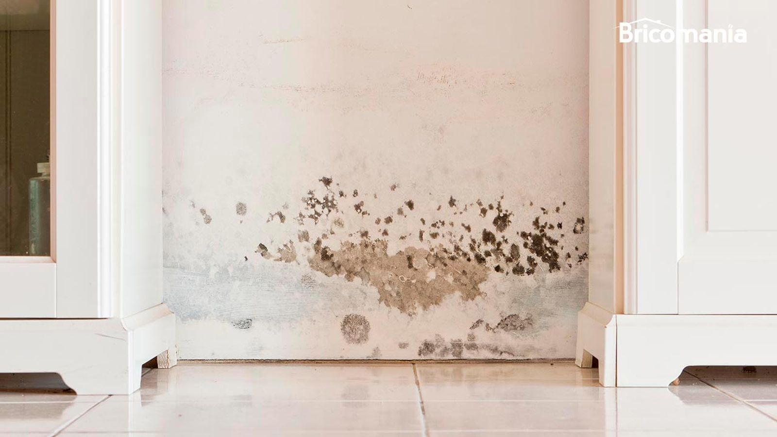 Por que aparece el moho