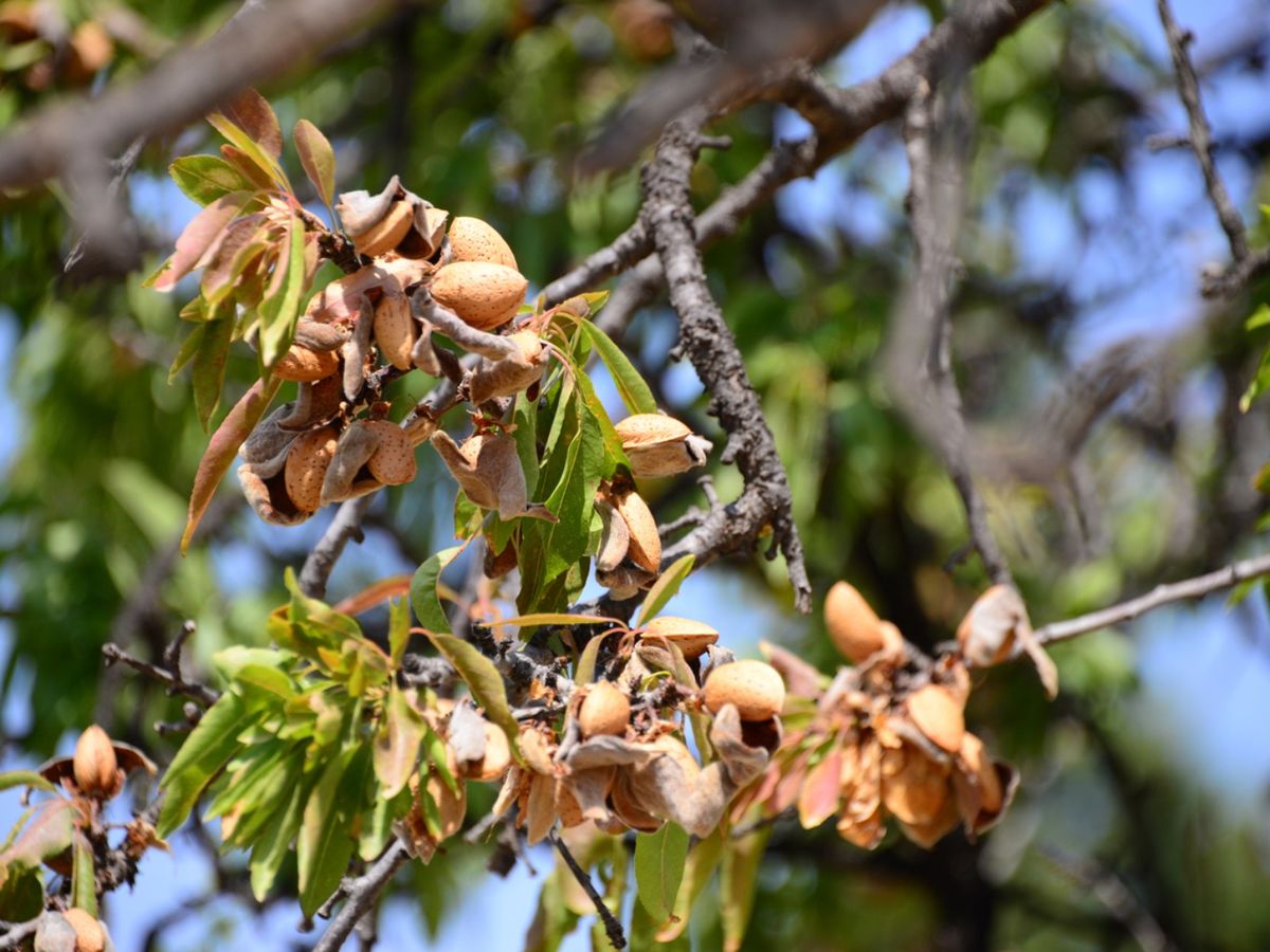 Almendras en el árbol.