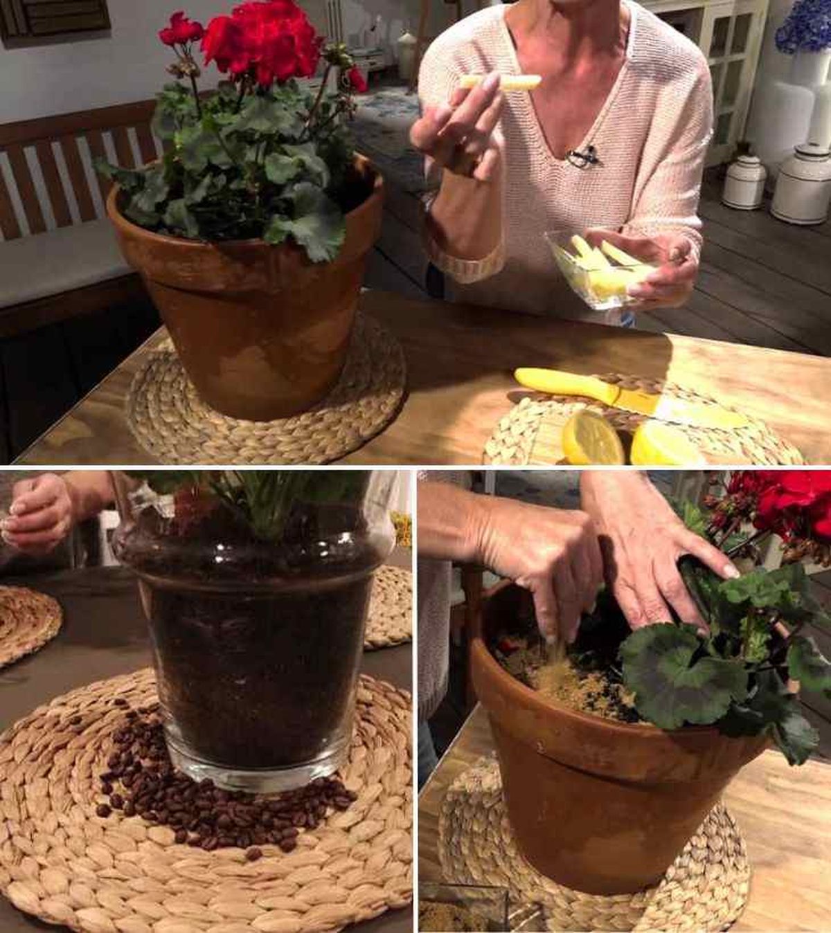 trucos caseros mantenimiento de los geranios