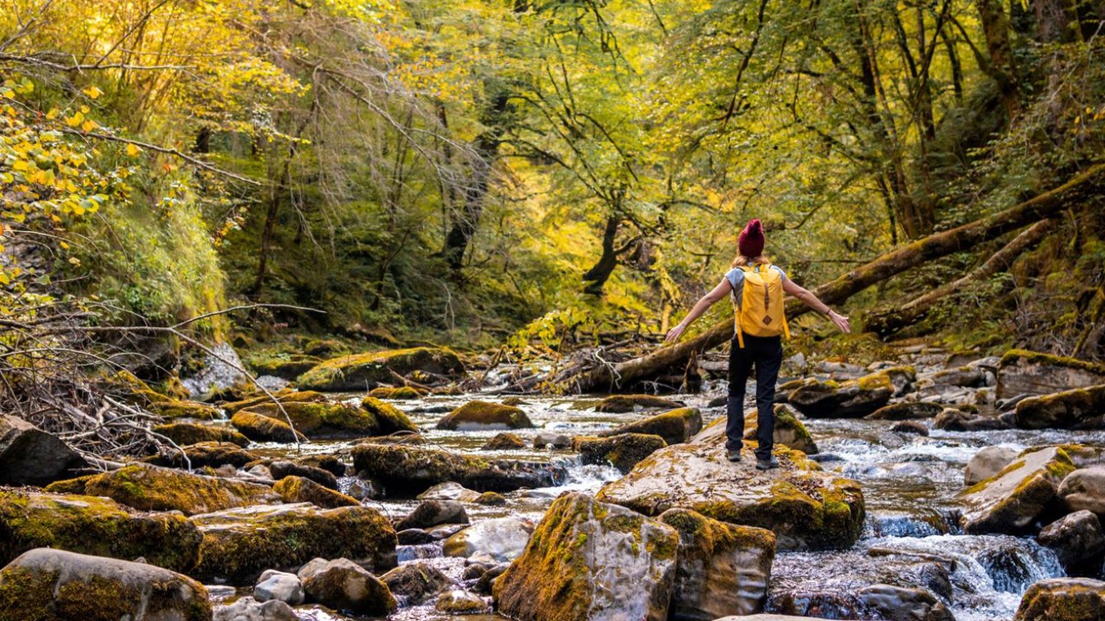 bosques mas impresionantes de espana