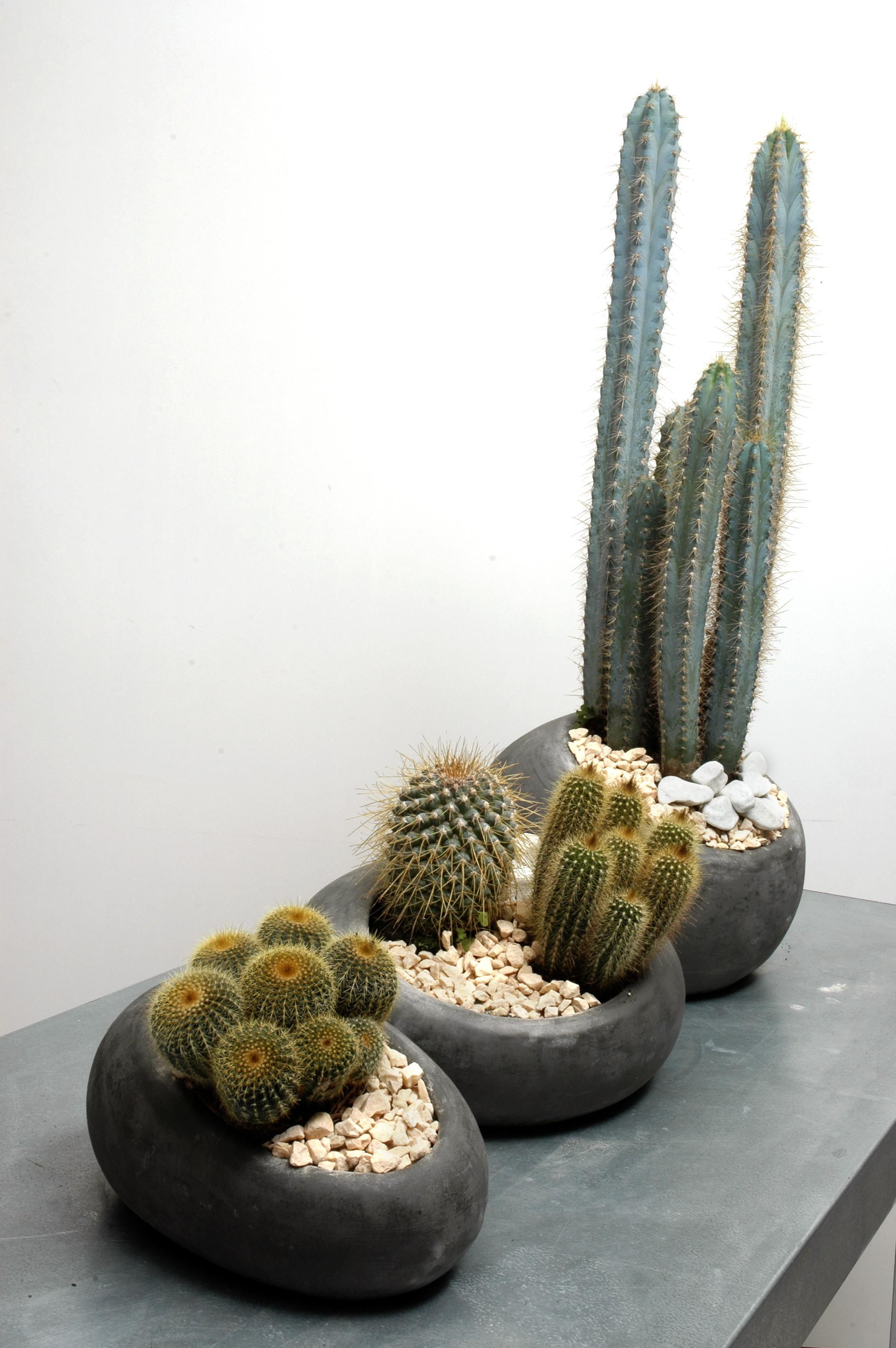 deco 0183 jardineria plantacion cactus contenedor detalle 2