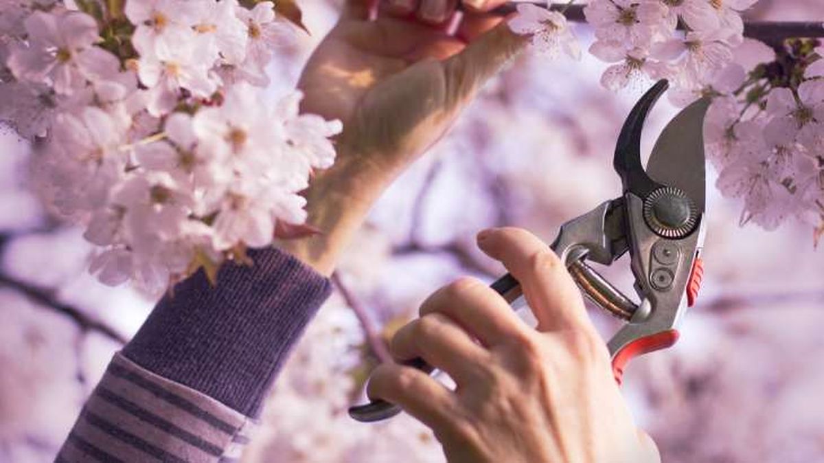 como podar el cerezo