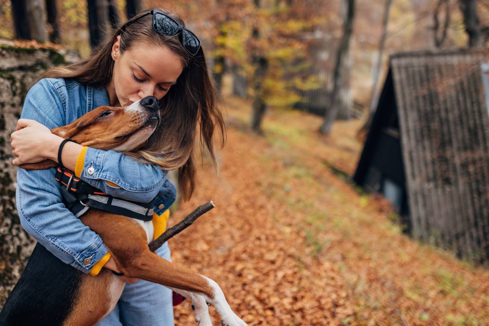 Esta plaga puede suponer un riesgo importante para nuestro compañeros peludos.