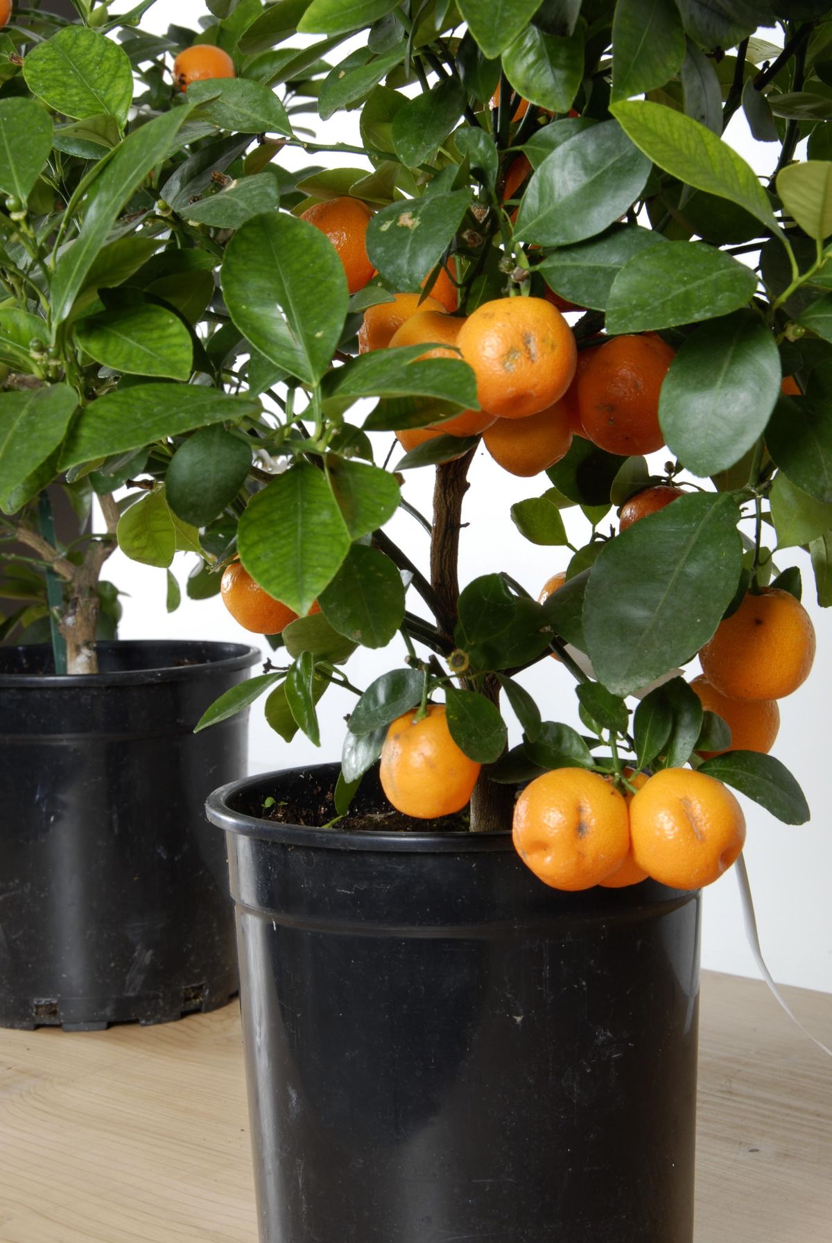 deco 0221 kumkuat cuidados