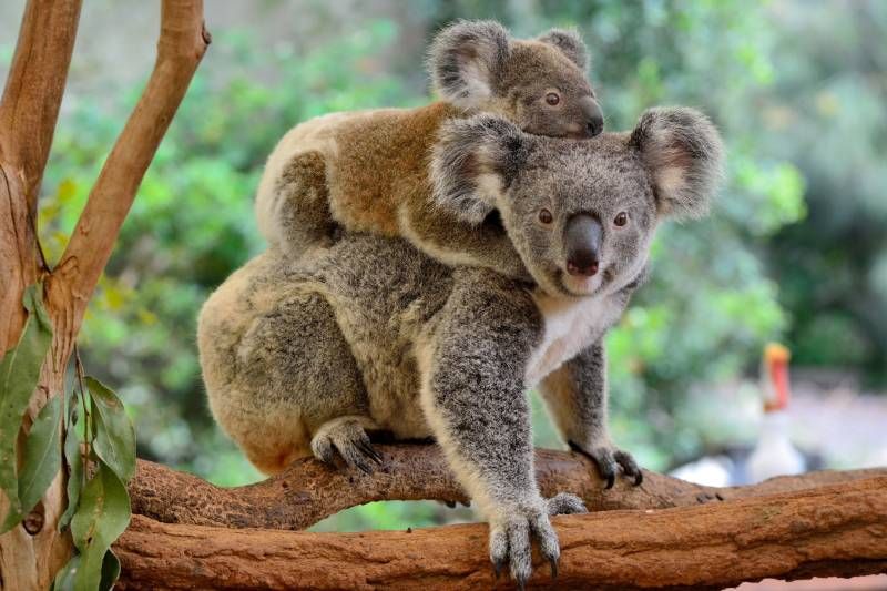 Su desarrollo termina protegido dentro en un órgano conocido como marsupio