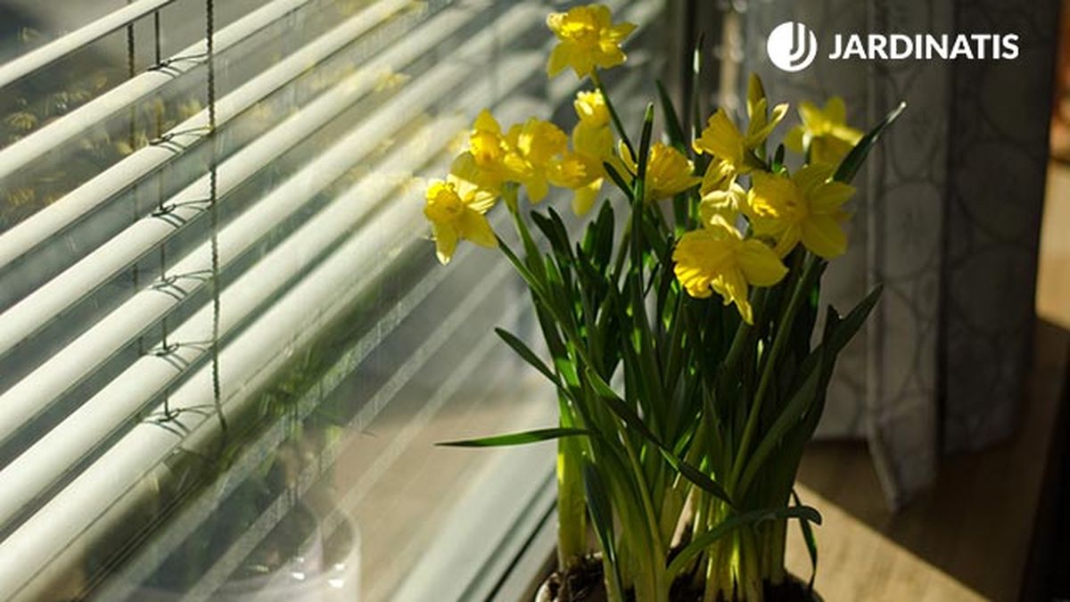 narciso cuidados caracteristicas interior hogar