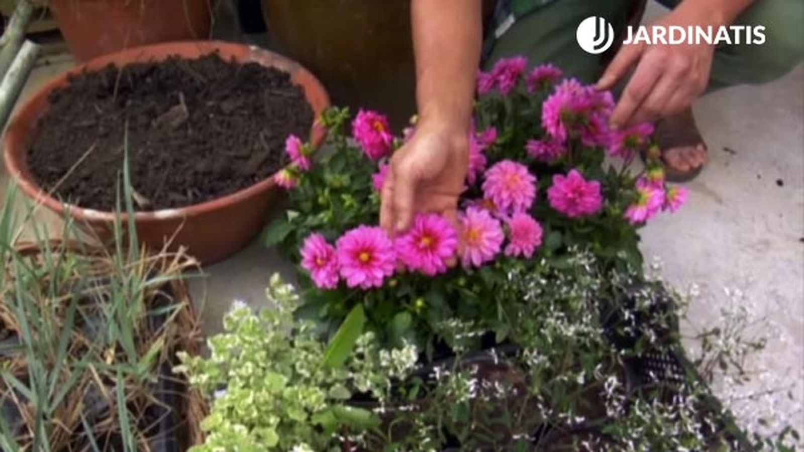dalias para decorar entrada casa primavera verano deco 576 jardin