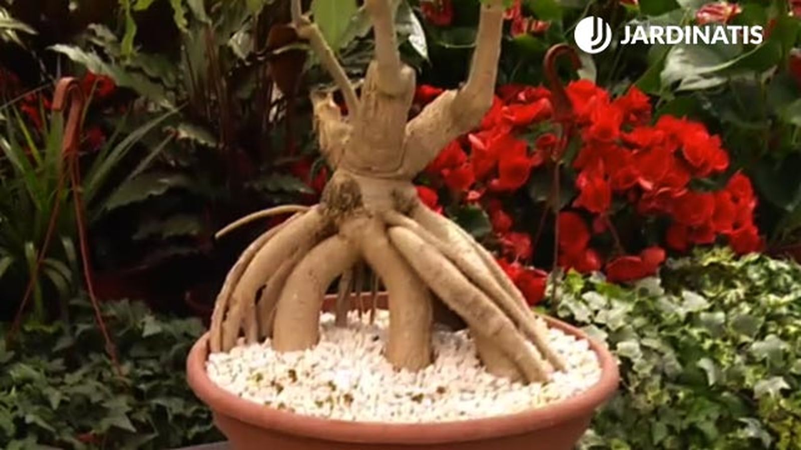 raices planta cussonia spicata deco jardin 368
