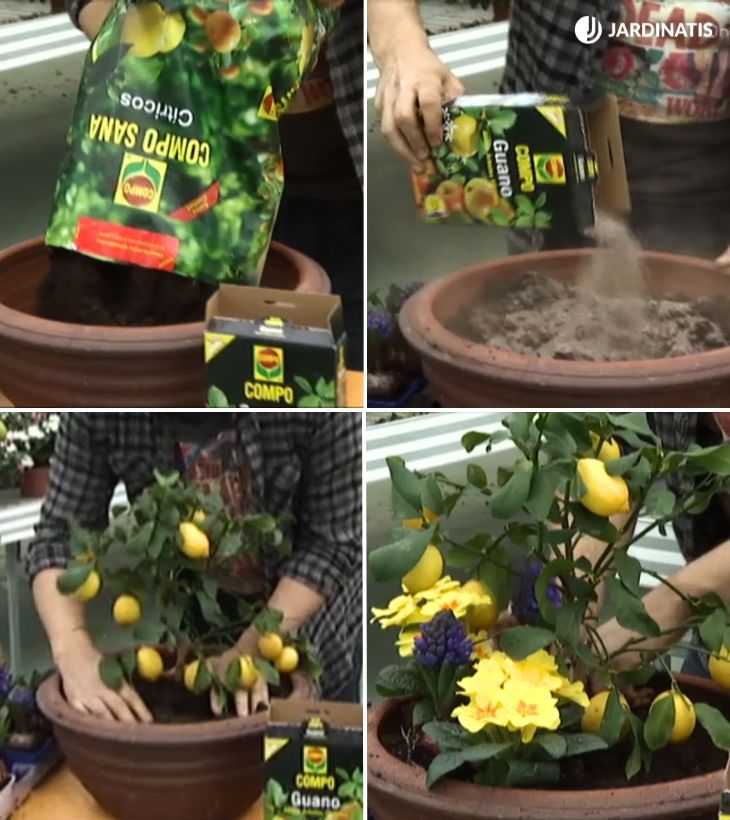 plantar limonero en maceta deco 423