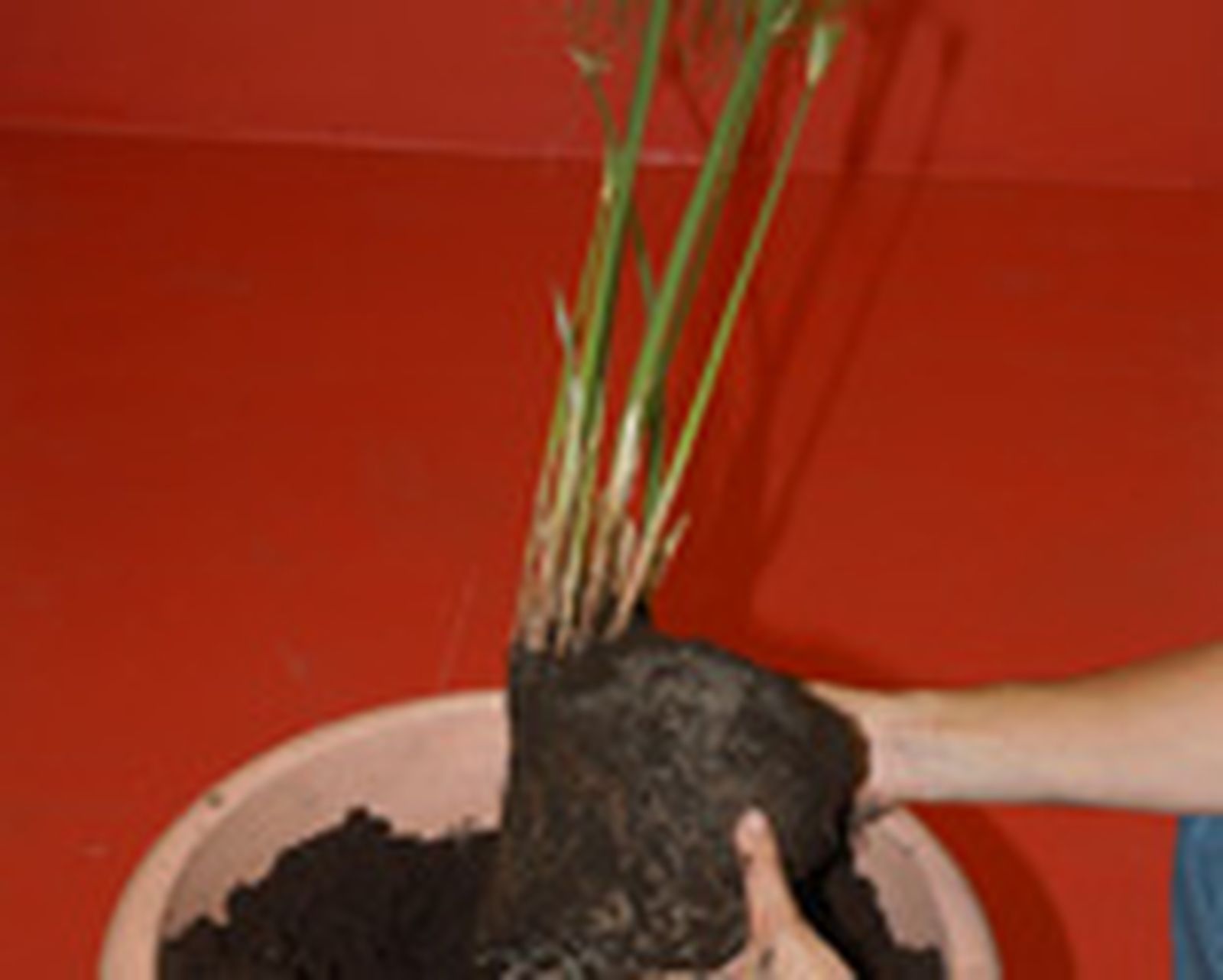 composicion papiro 1