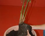 composicion papiro 1