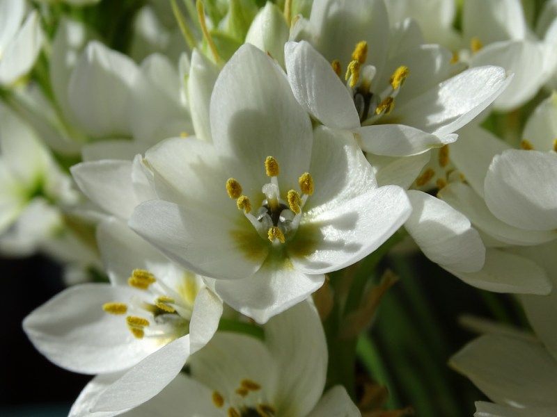 Las semillas se encuentran en las cápsulas secas de las flores.