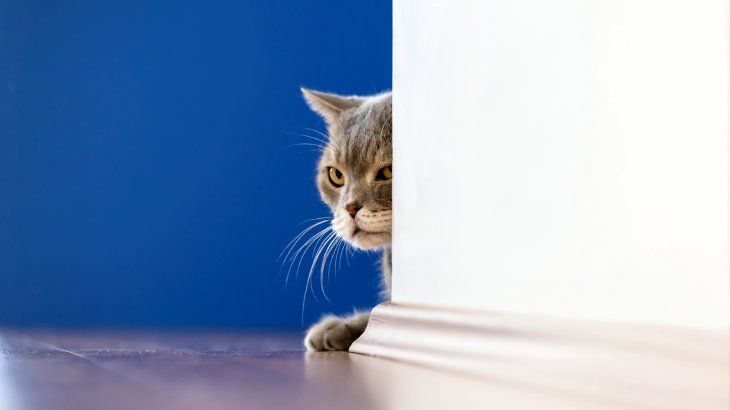 ansiedad en gatos 7