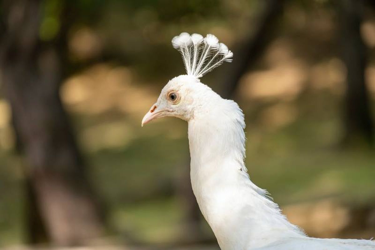Los animales sufren diferentes problemas de visión como consecuencia de la falta de melanina.