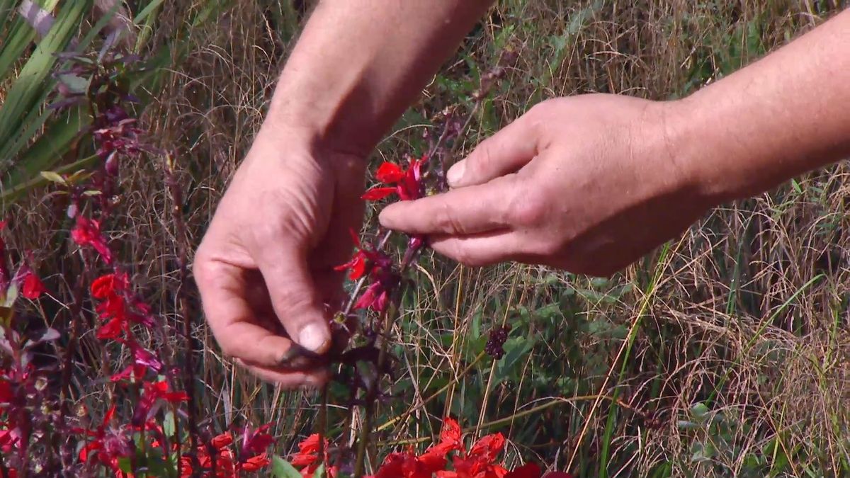 deco667 jardineria lobelia cardinalis caracterisiticas