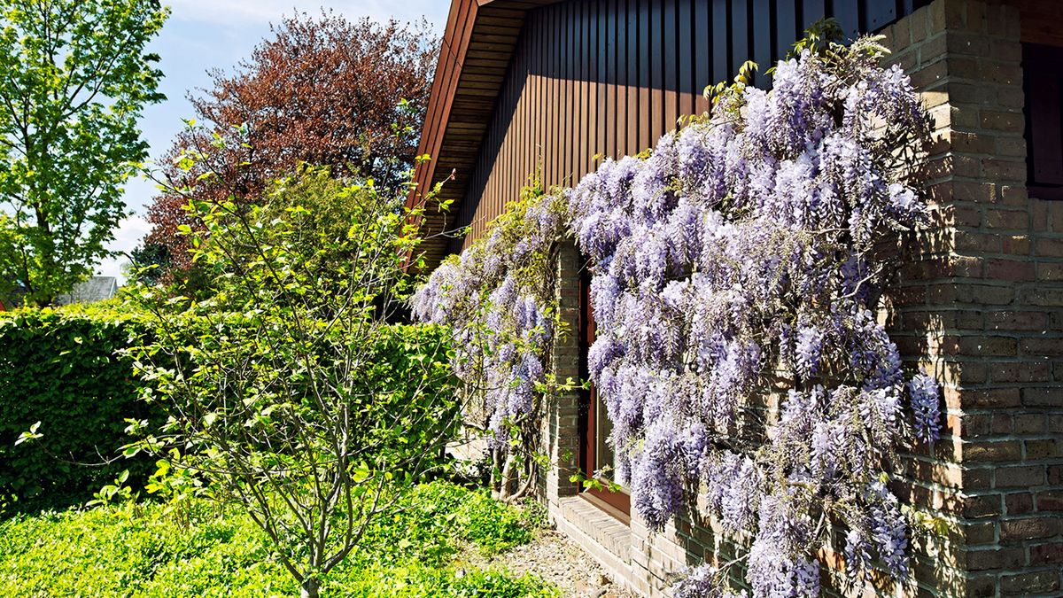diferentes plantas decorar fachadas wisteria