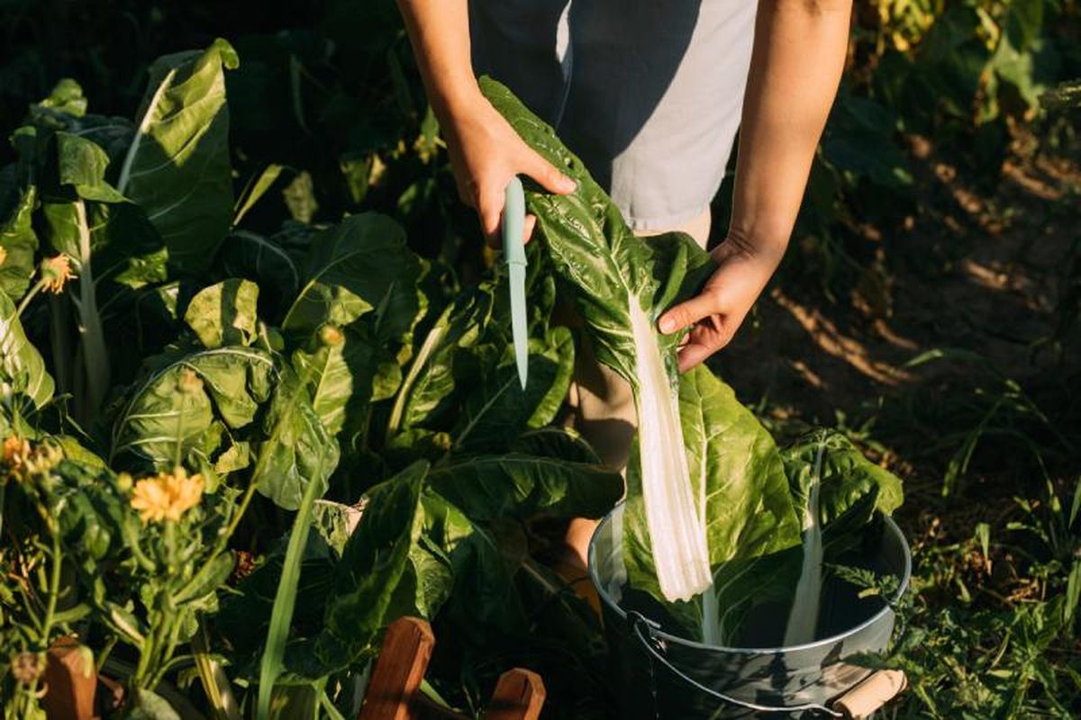 Puedes recolectar tus acelgas hoja por hoja o cortando la planta entera