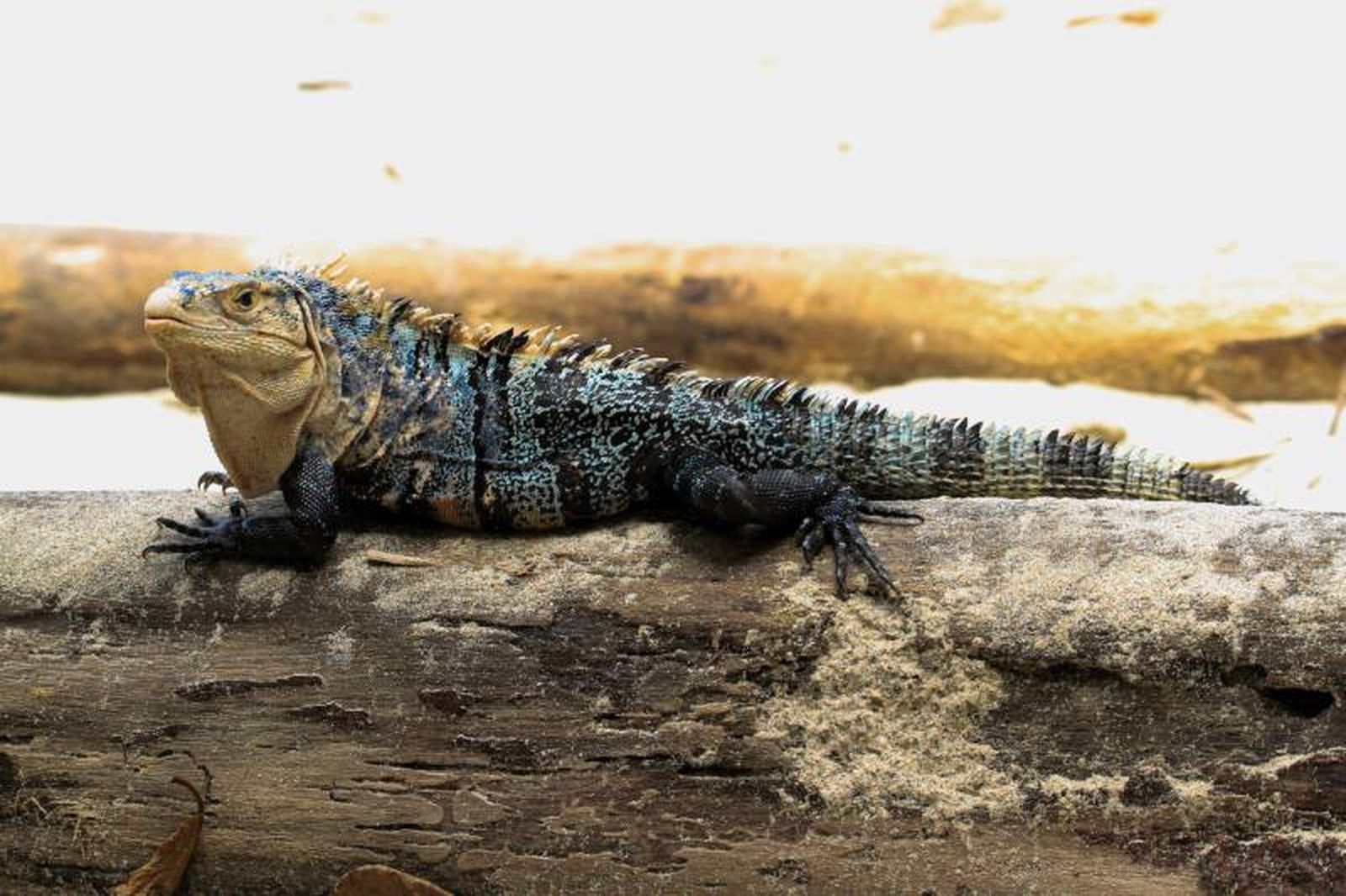 A la hora de elegir entre una iguana y un garrobo debes tener en cuenta una serie de cuestiones.