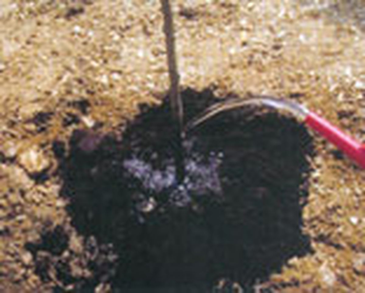 parterre arbustos follaje gris 4