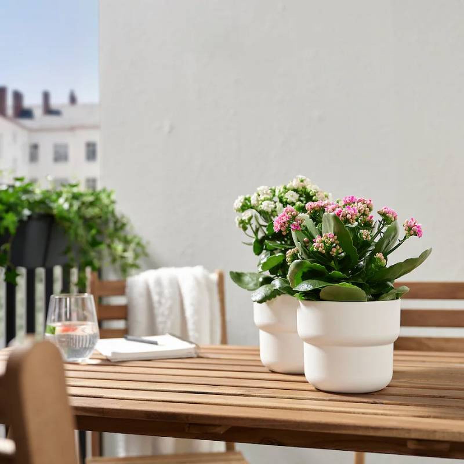 Kalanchoes en la terraza.