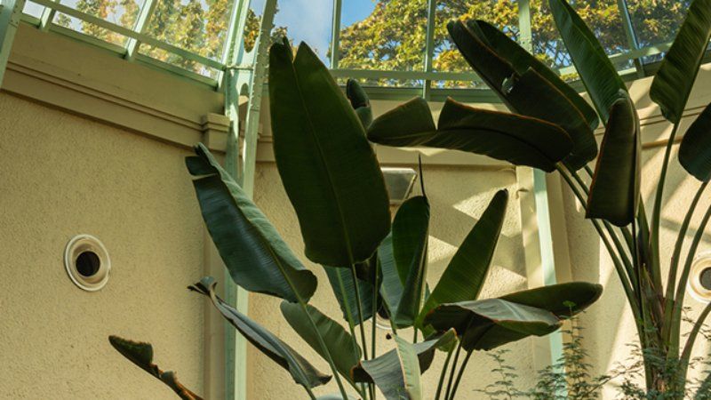 Strelitzia reginae.