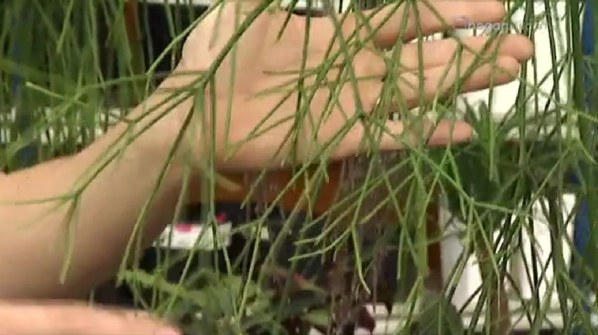 plantas crasas colgantes   Rhipsalis Baccifera