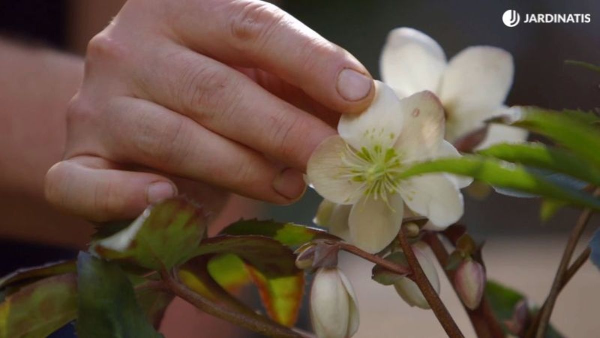 Heléboro de flor blanca