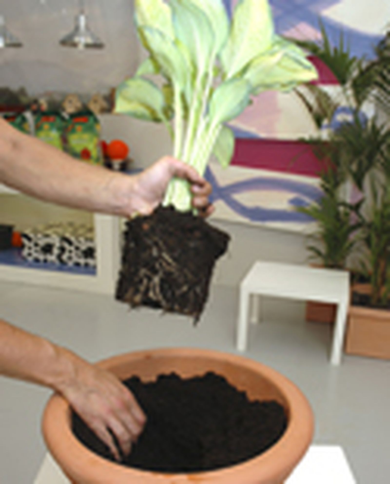 110505 hostas p01