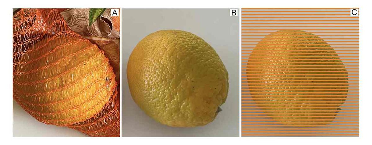 Naranja verde inmadura (A) dentro de la red naranja, (B) en vista aislada y (C) con una 'red Munker'