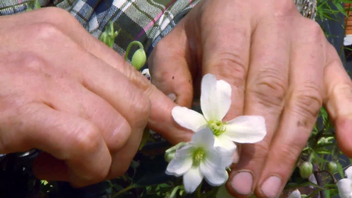 decogarden 653 variedad clematies flores