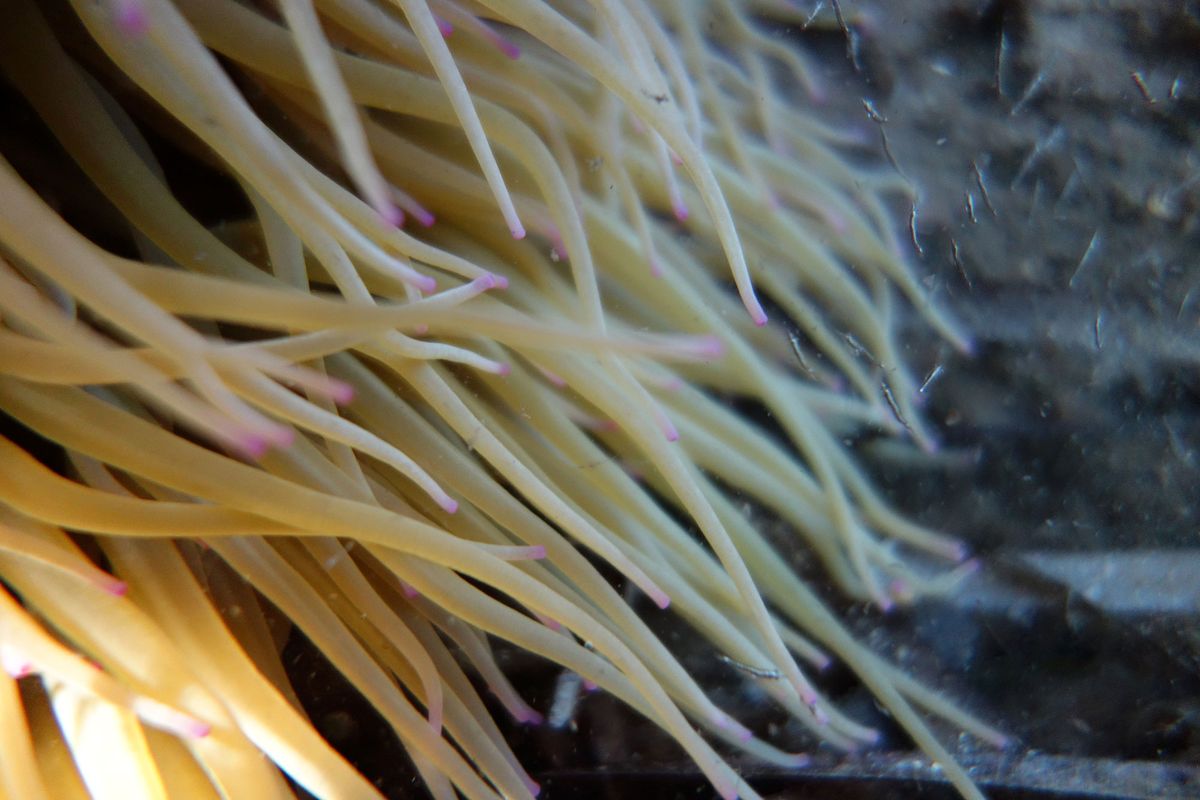 alga ortiga de mar xl