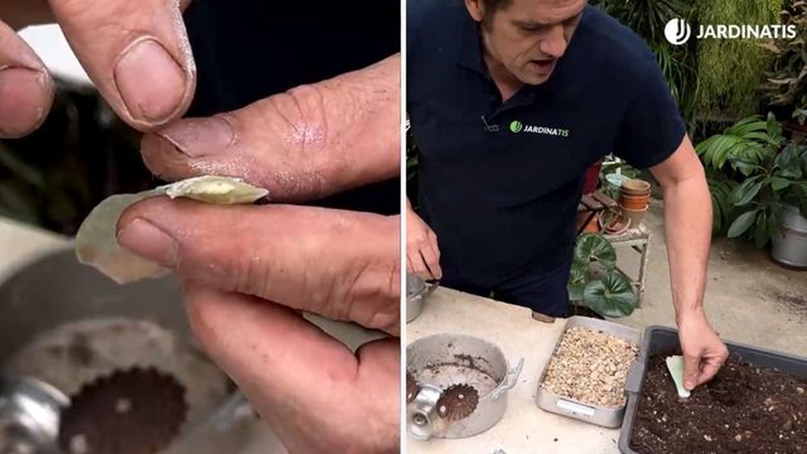 reproducir echeverias mediante esqueje de hoja jardinatis 23 31