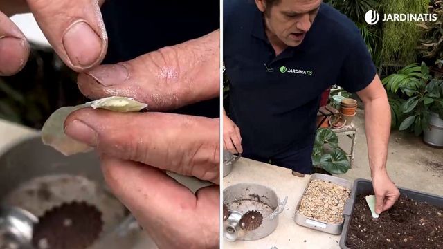 reproducir echeverias mediante esqueje de hoja jardinatis 23 31