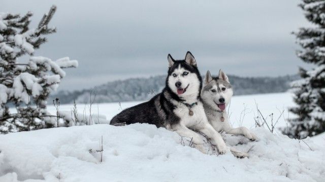 husky siberiano 3