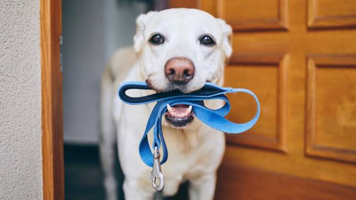 consejos para encontrar alquiler de vivienda que admita mascotas