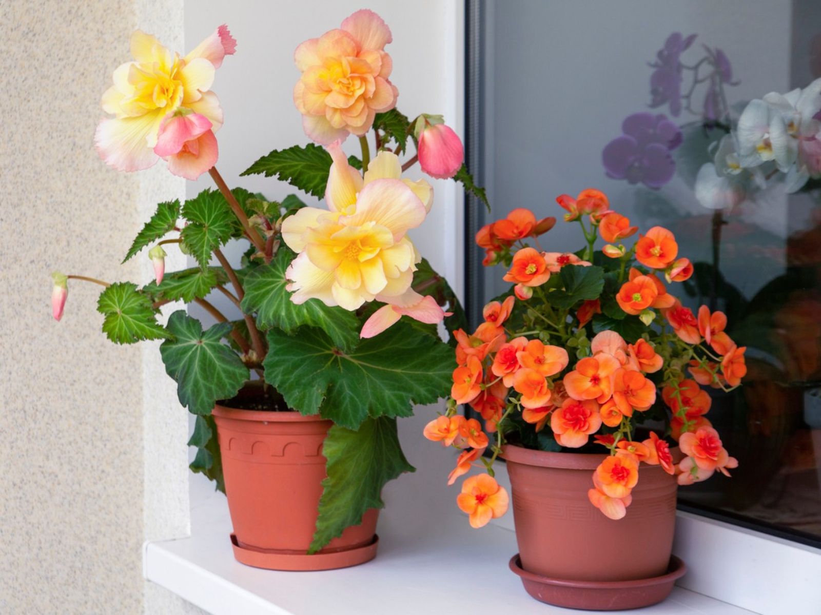 Begonia tuberosa y Begonia elatior.