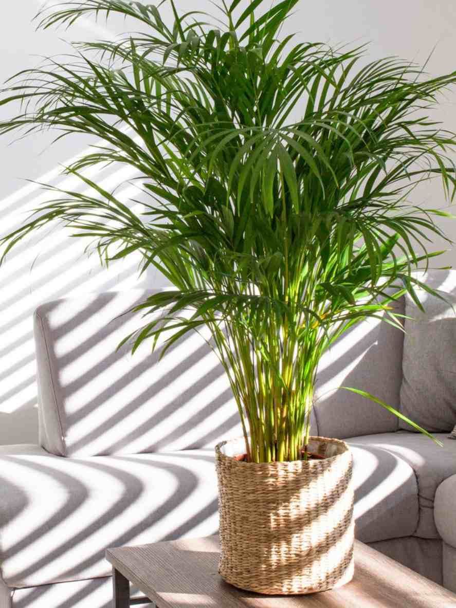 areca palmera interior