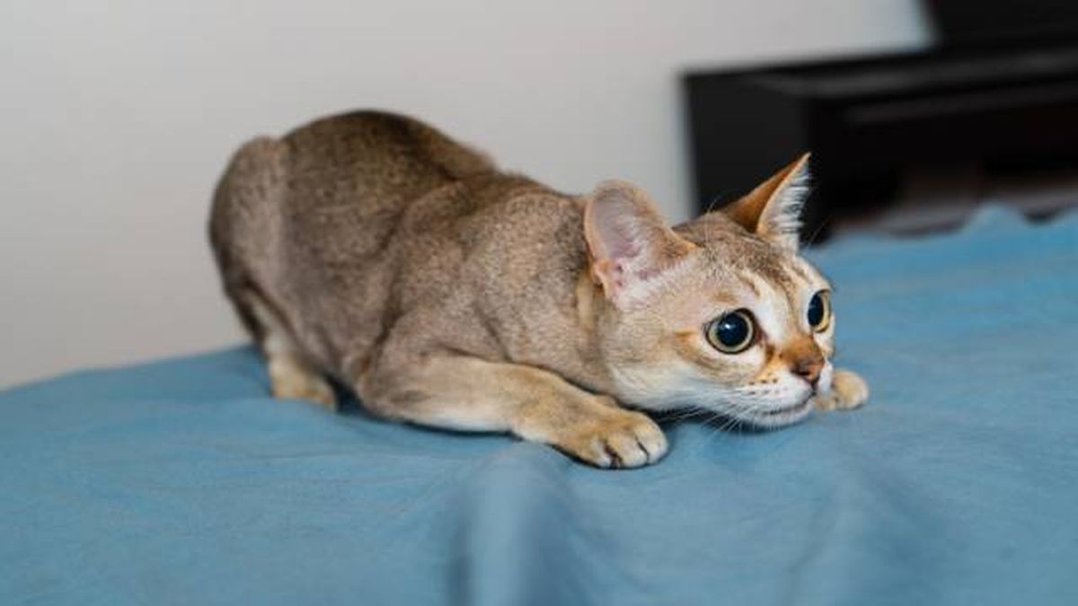 gato singapura jugando