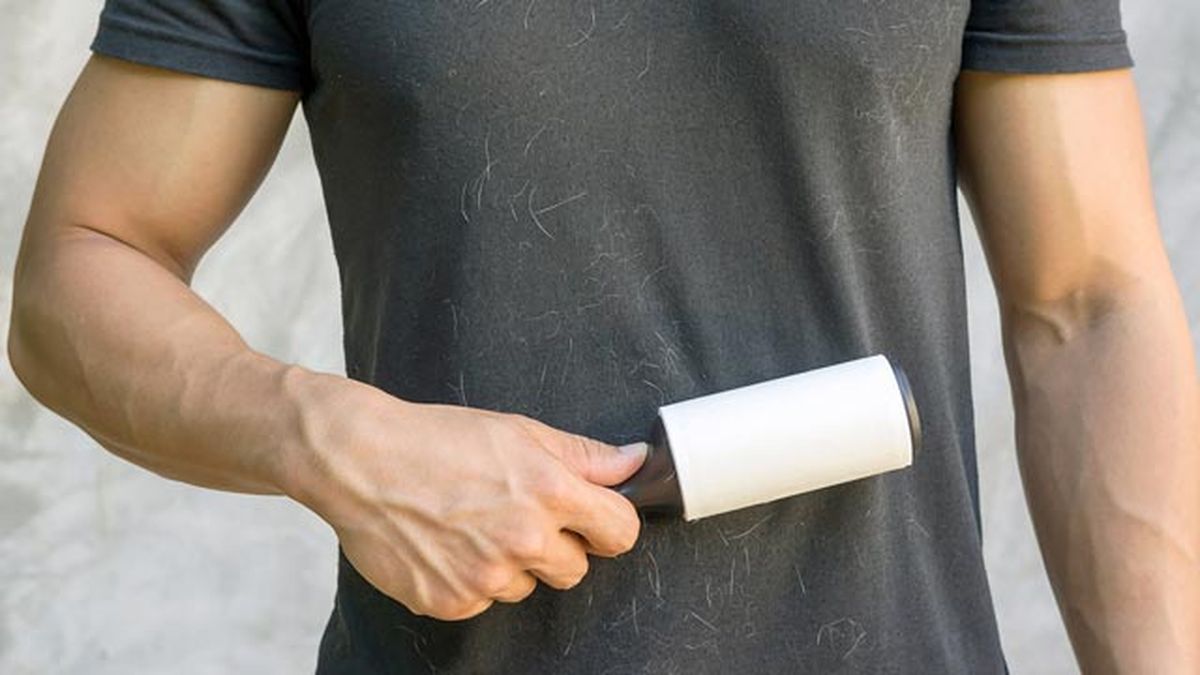 Limpiar el pelo de las mascotas del sofá