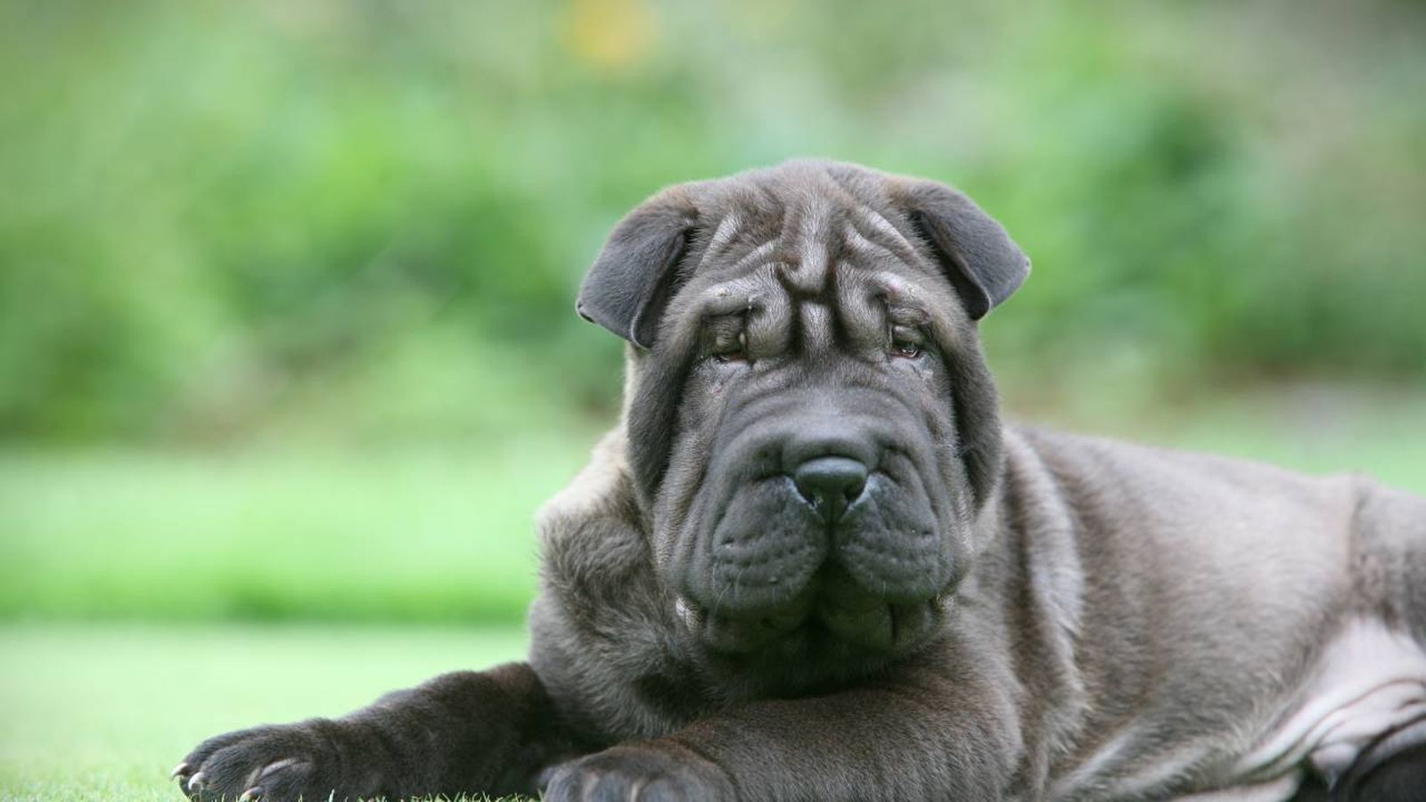 Lo más característico del Shar Pei es que es un perro muy equilibrado y sereno.