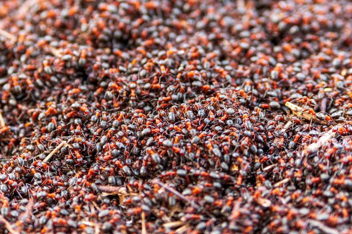 Las hormigas invasoras se desplazan normalmente lejos de su hábitat natural.
