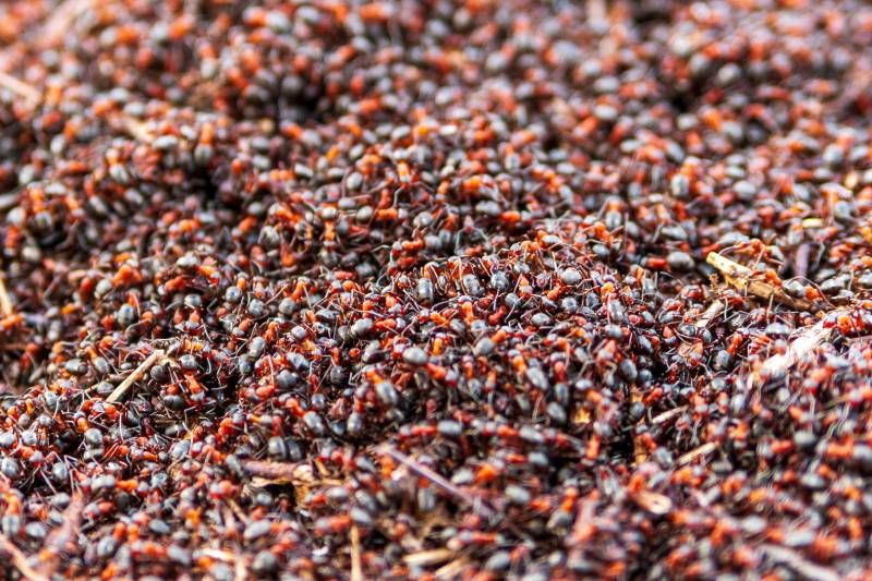 Las hormigas invasoras se desplazan normalmente lejos de su hábitat natural.