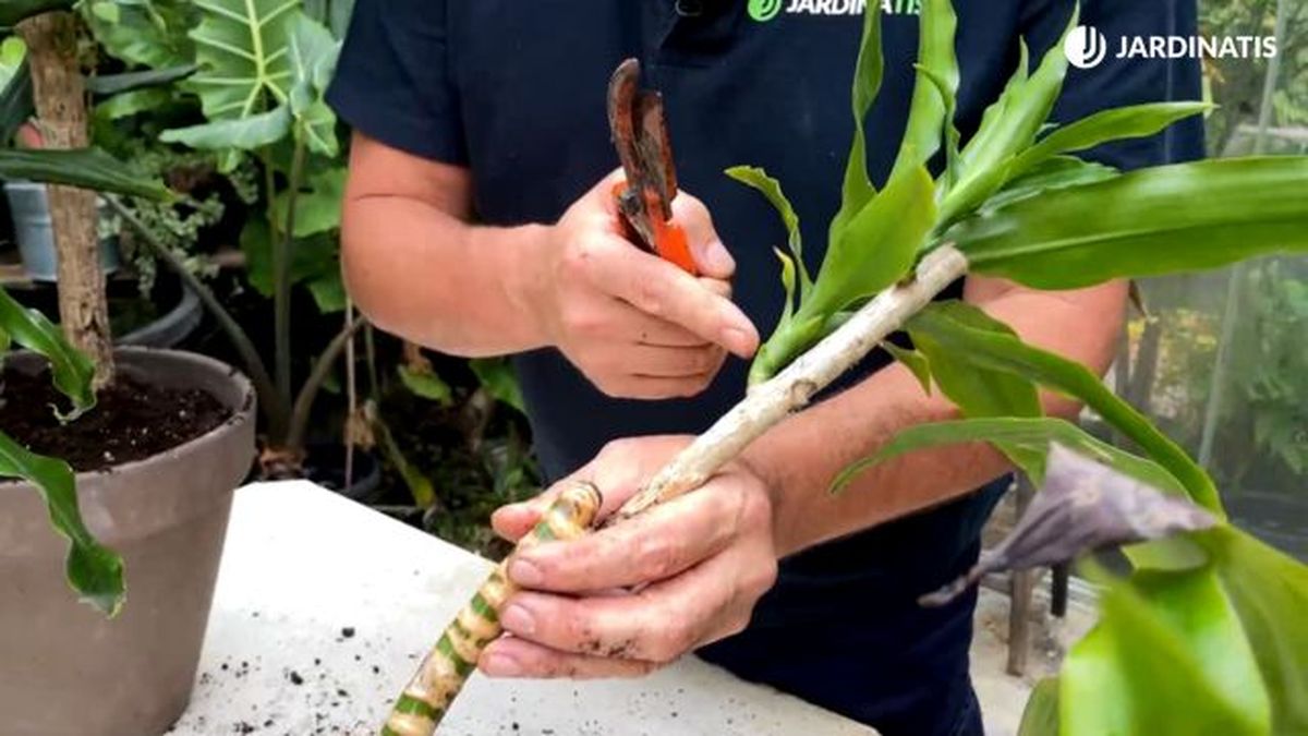 esqueje de tronco de brasil jardinatis 23 37