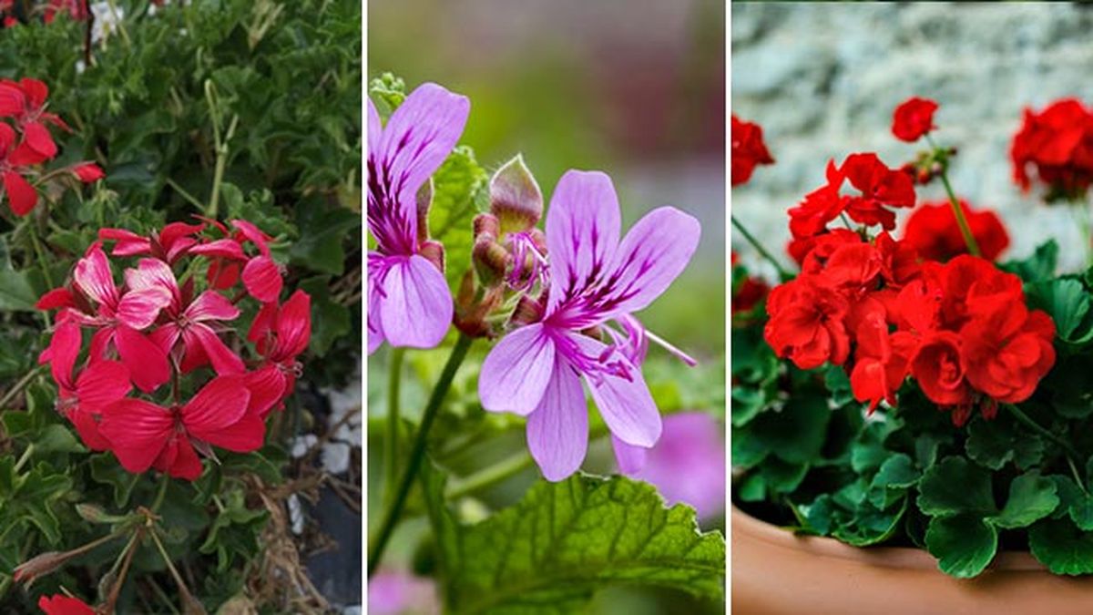 variedades de geranios gitanilla de olor pelargonium