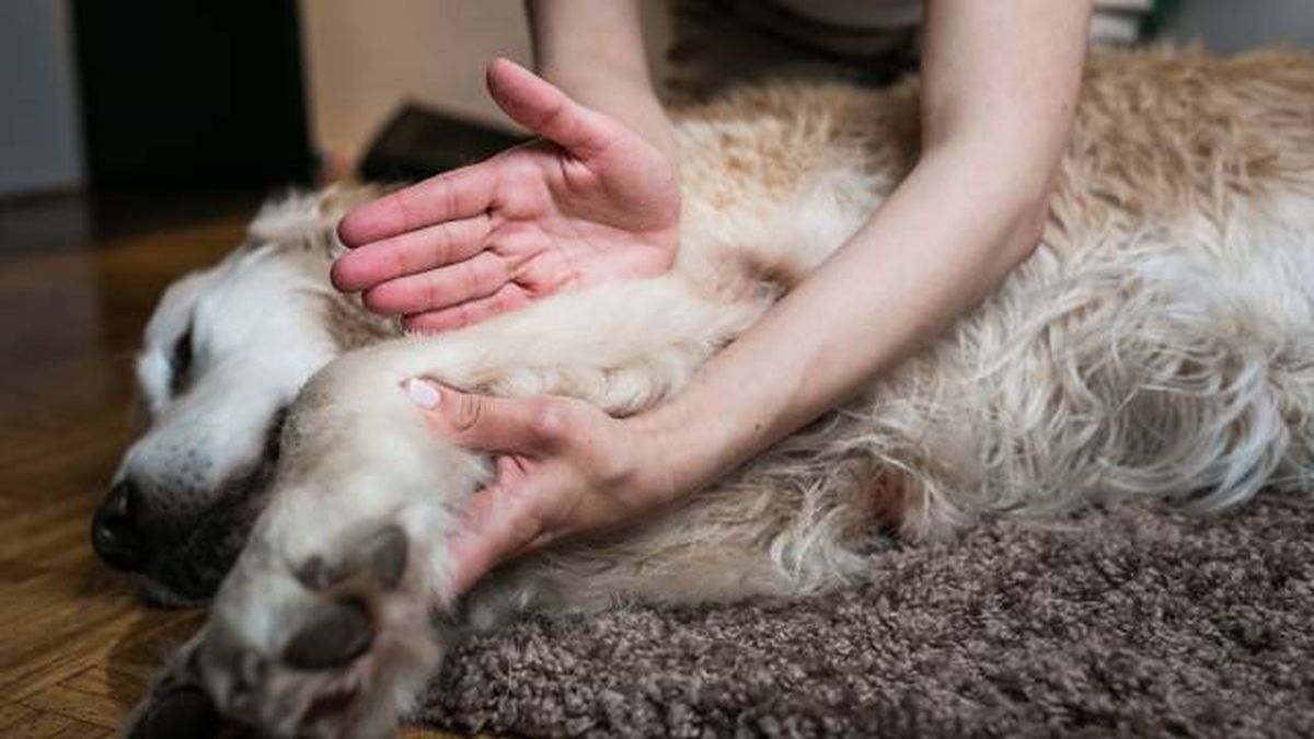 fisioterapia perros masajes en casa