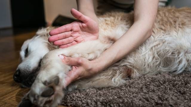 fisioterapia perros masajes en casa