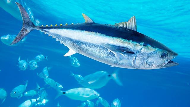 atun