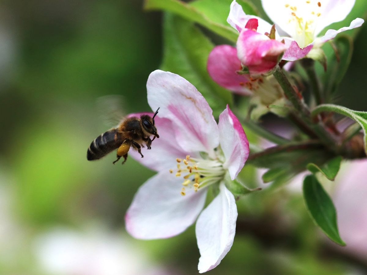 Algunas de las frutas más sabrosas desaparecerían si lo hacen las abejas