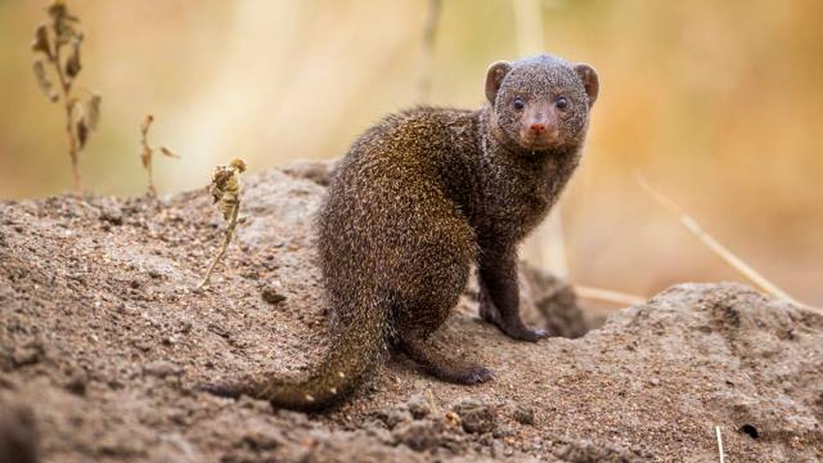 animales que empiezan por M mangosta